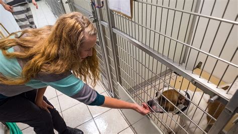 St clair county animal control - Animal control's Valentine's Day adoption event is taking place from 10:30 a.m. to 3:30 p.m. through Saturday. During this event, dogs will be $75 while cats will be $25.
